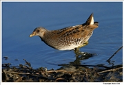 Spotted-Crake-4